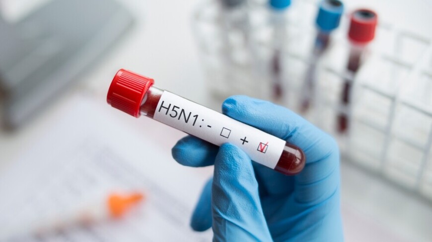 12 случаев заражения человека птичьим гриппом зарегистрировано в США с начала года
 