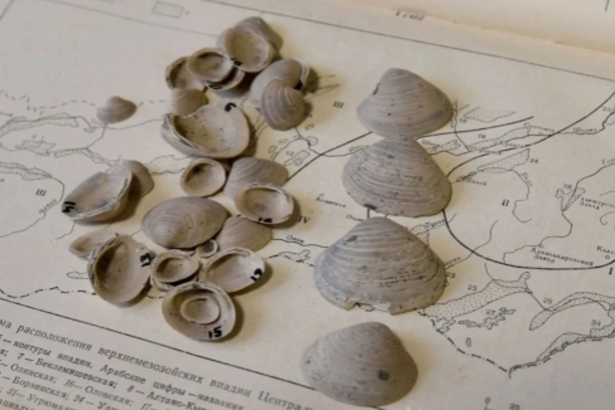 Ученые обнаружили новый вид древних моллюсков
 