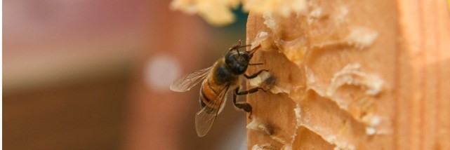 Пчелы умеют читать азбуку Морзе, выяснили ученые
 