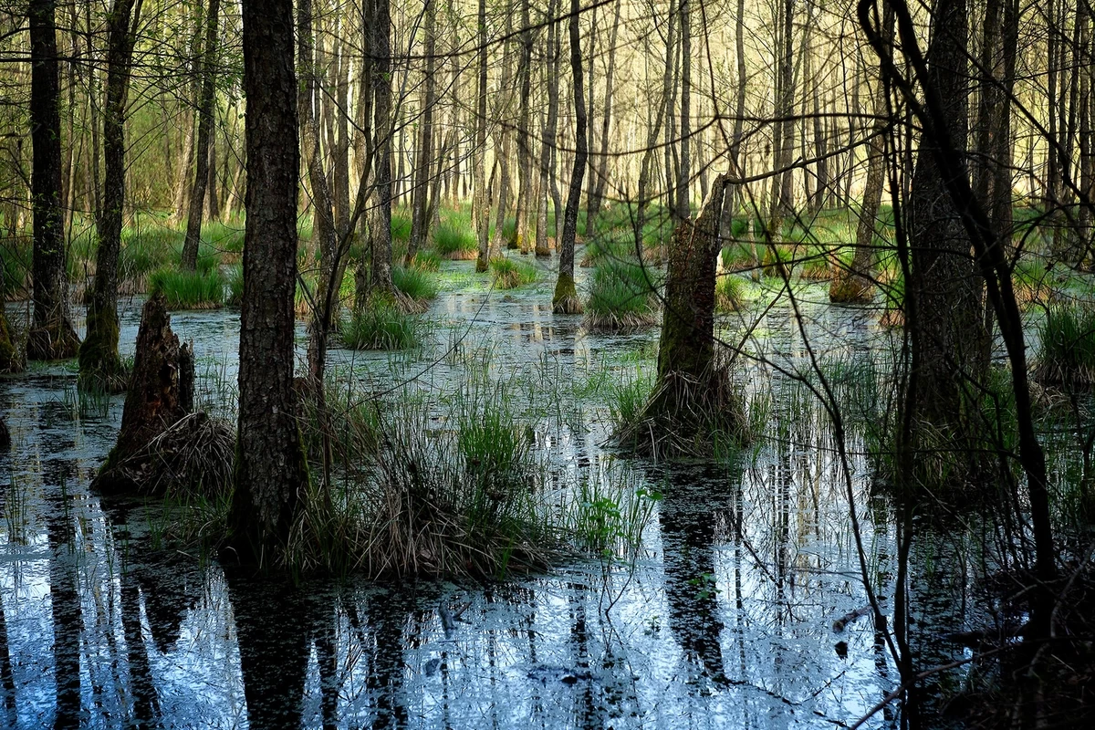 Раскрыта тайна древних болот возрастом 15 000 лет
 