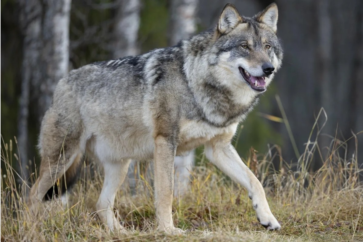 Ученые обнаружили ДНК волка у большинства пород собак
 