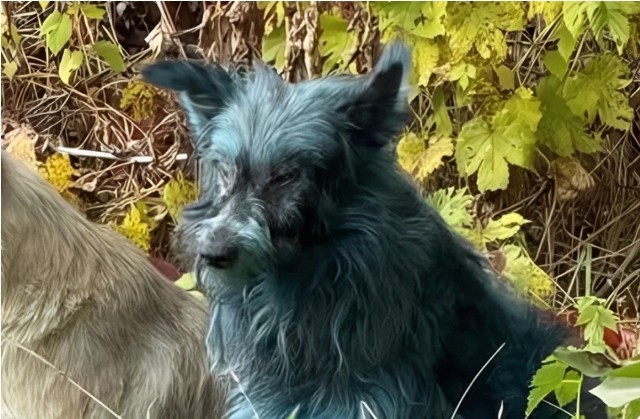 Ученый объяснил синий цвет собак в Чернобыле
 