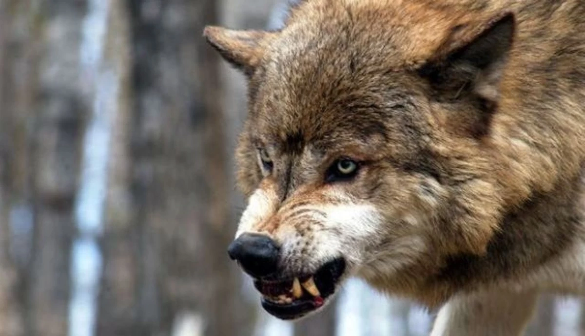 В Уджарском районе волки напали на село
 