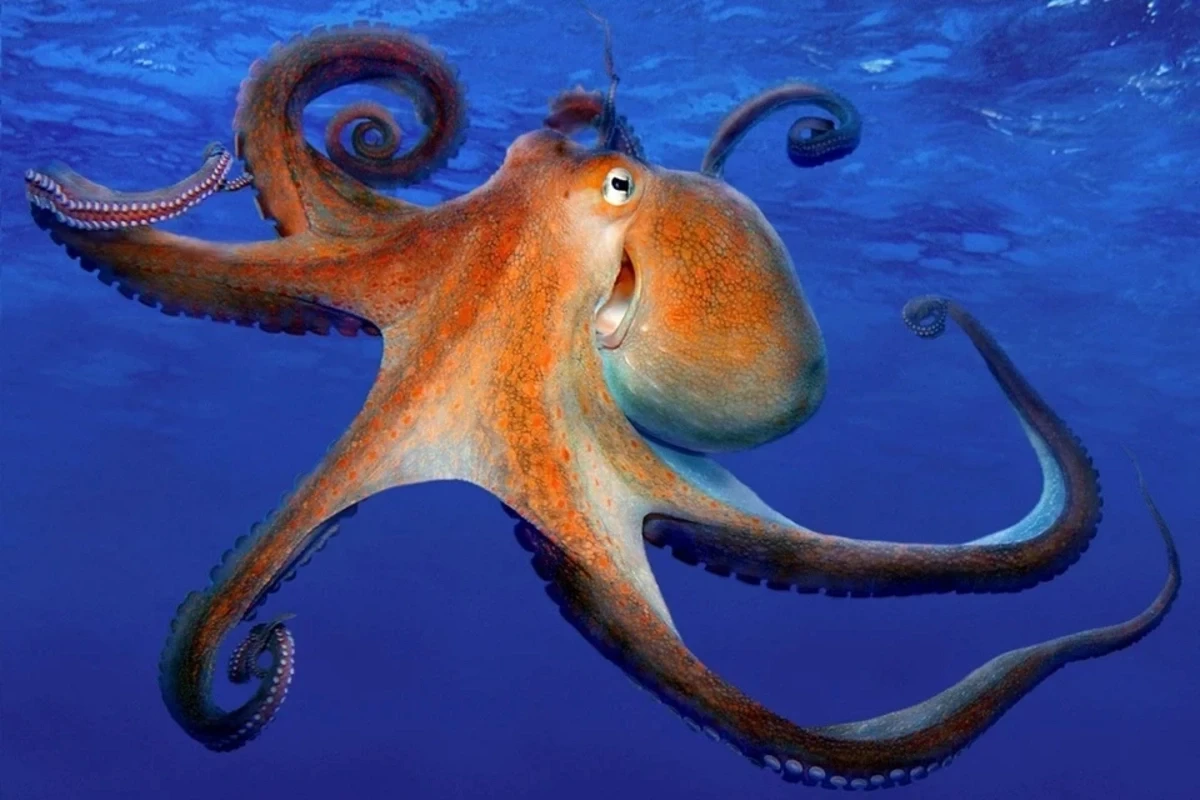 Осьминоги могут захватить мир и построить свои города
 