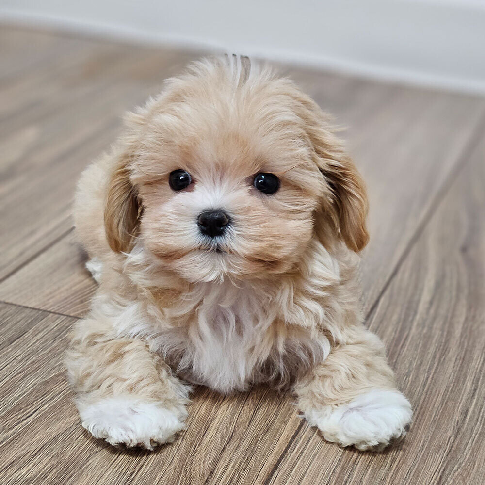 Ветеринар назвала породы собак с наибольшими проблемами со здоровьем
 