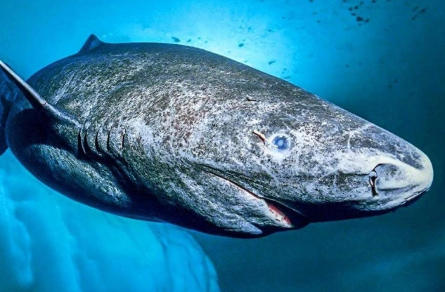 Гренландские акулы бросают вызов старению
 