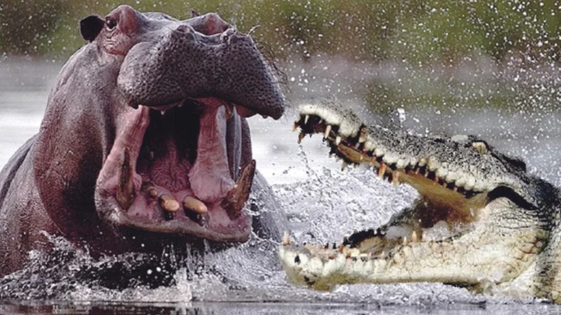 Крокодилы и бегемоты нападают на людей в Африке: более 100 погибших
 