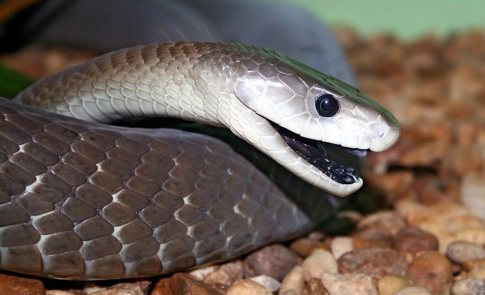 Черная мамба: смертельная королева африканских саванн
 