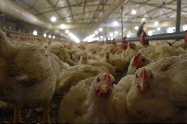 Турция приостанавливает экспорт куриной продукции
 