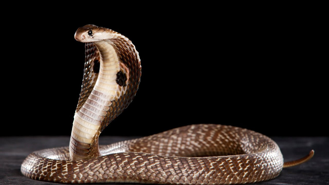 Коровлевская кобра: властительница змеиных миров