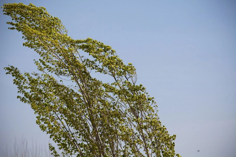 Завтра в Баку и на Абшероне усилится ветер
 