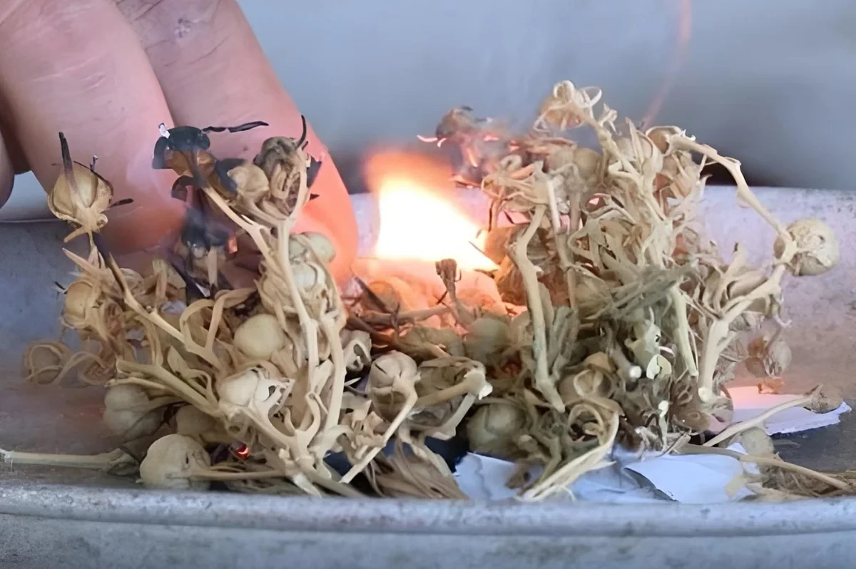 Министерство обратилось к населению по поводу использования 'узерлика'
 