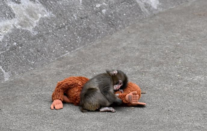 Предан мамой, изгнан из стаи: сможет ли макака Панч обрести семью
 