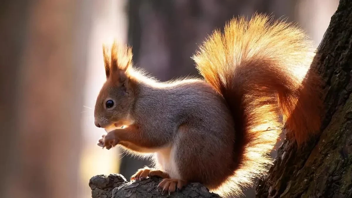 Белка стала причиной масштабного отключения связи в США
 