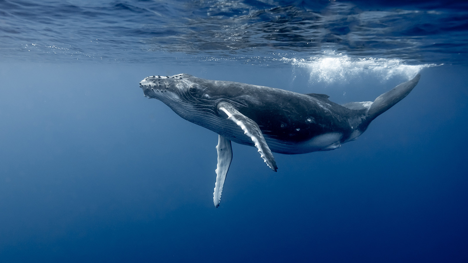 Гигант океана: удивительная правда о ките, который слышит планету
 