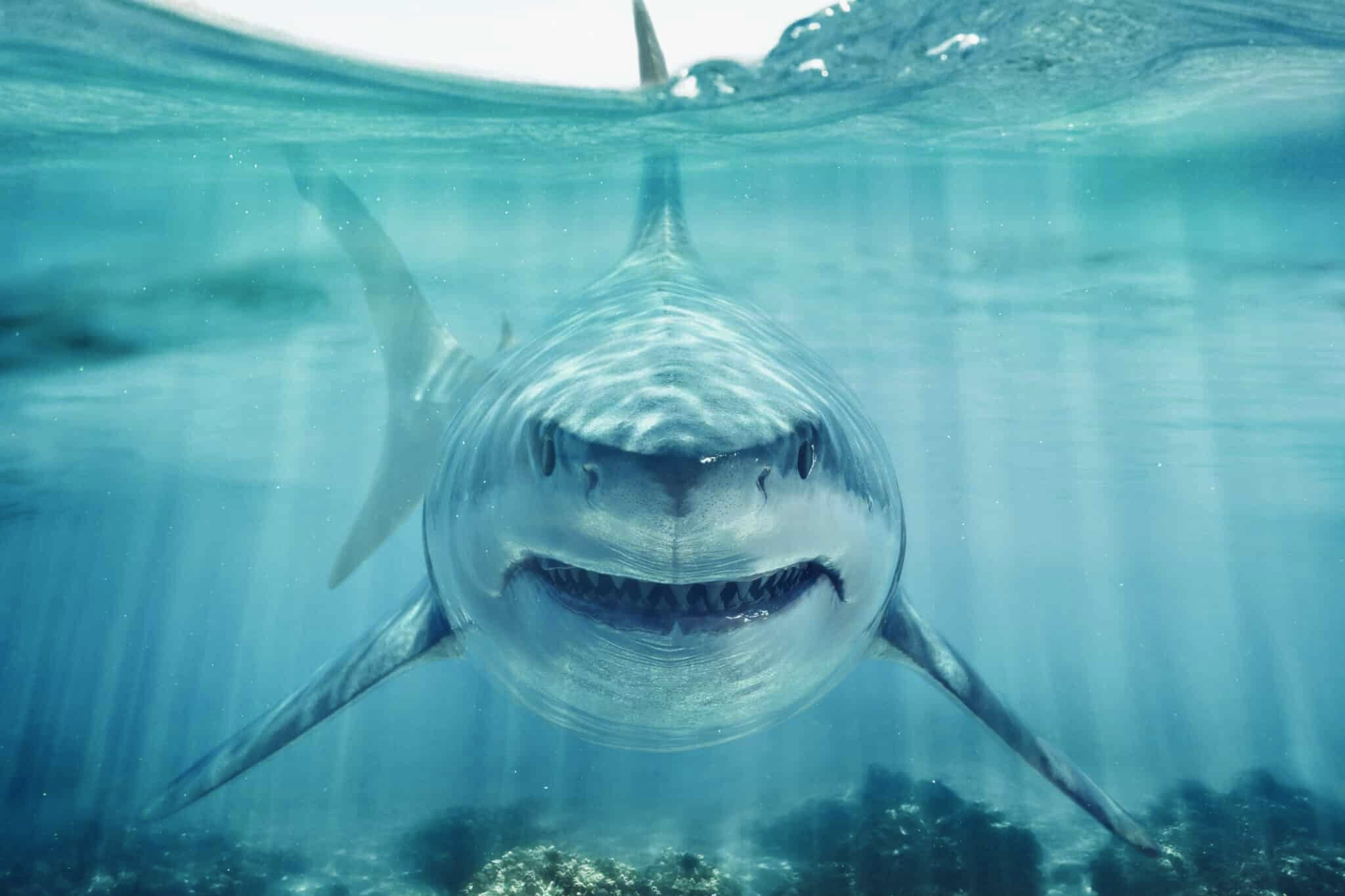 Властелины океана: удивительные факты об акулах
 