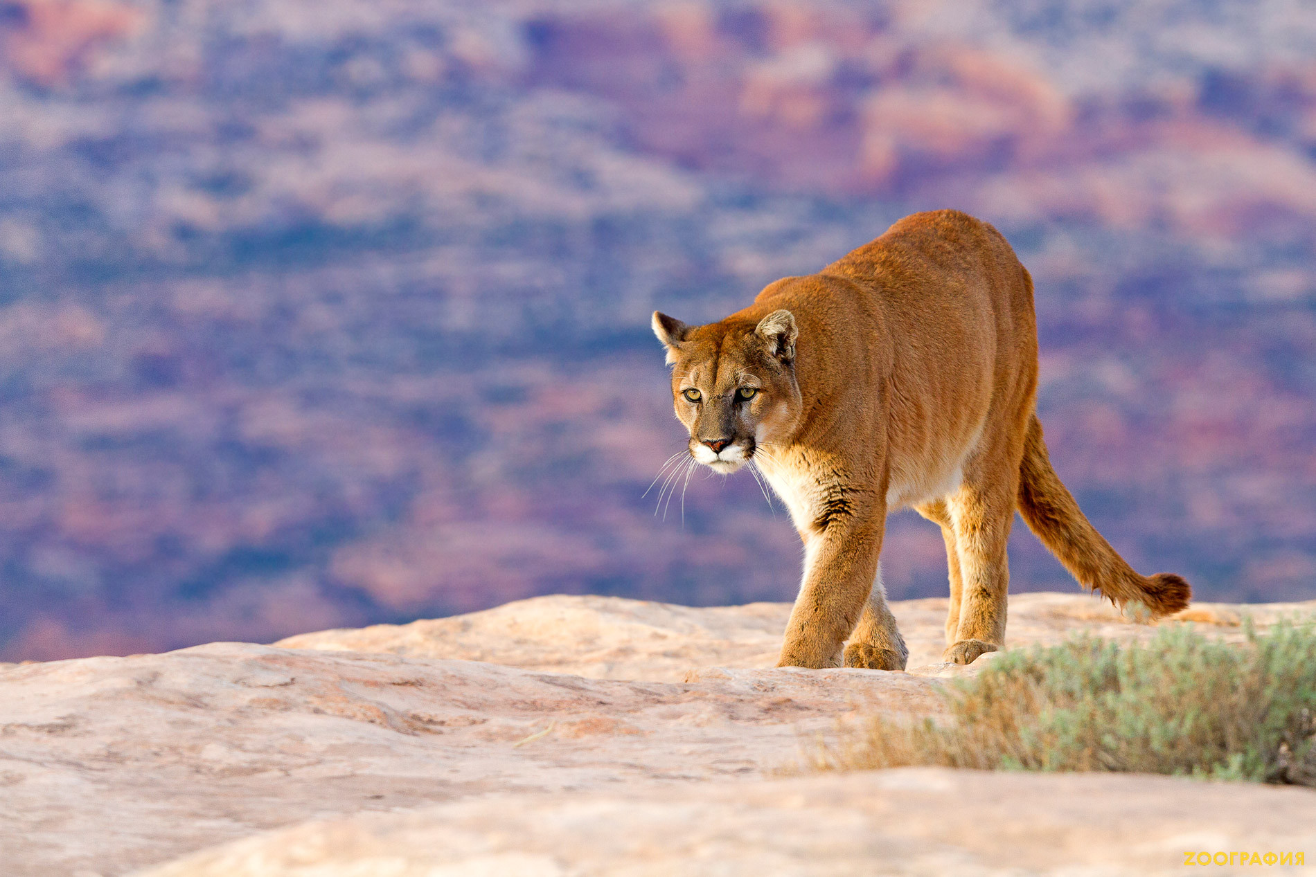 Пума — скрытый король американских гор
 