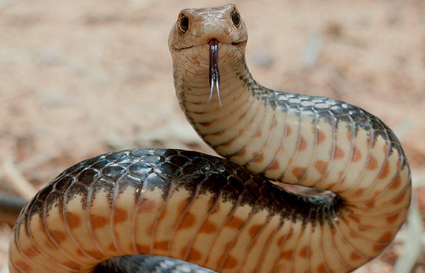 Самая быстрая змея планеты: удивительные факты о сетчатой коричневой змее