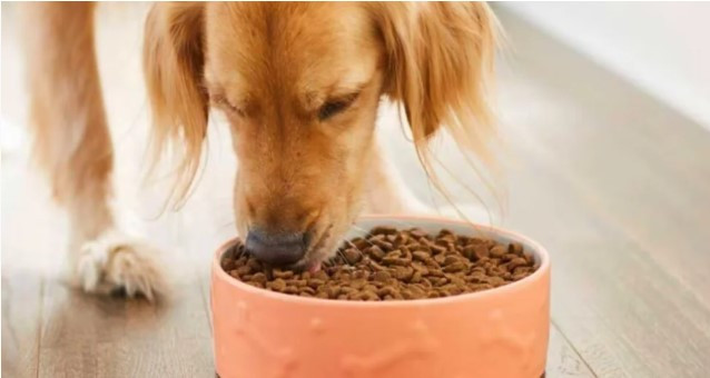 В Баку на корм для собак выделят более полумиллиона манатов
 