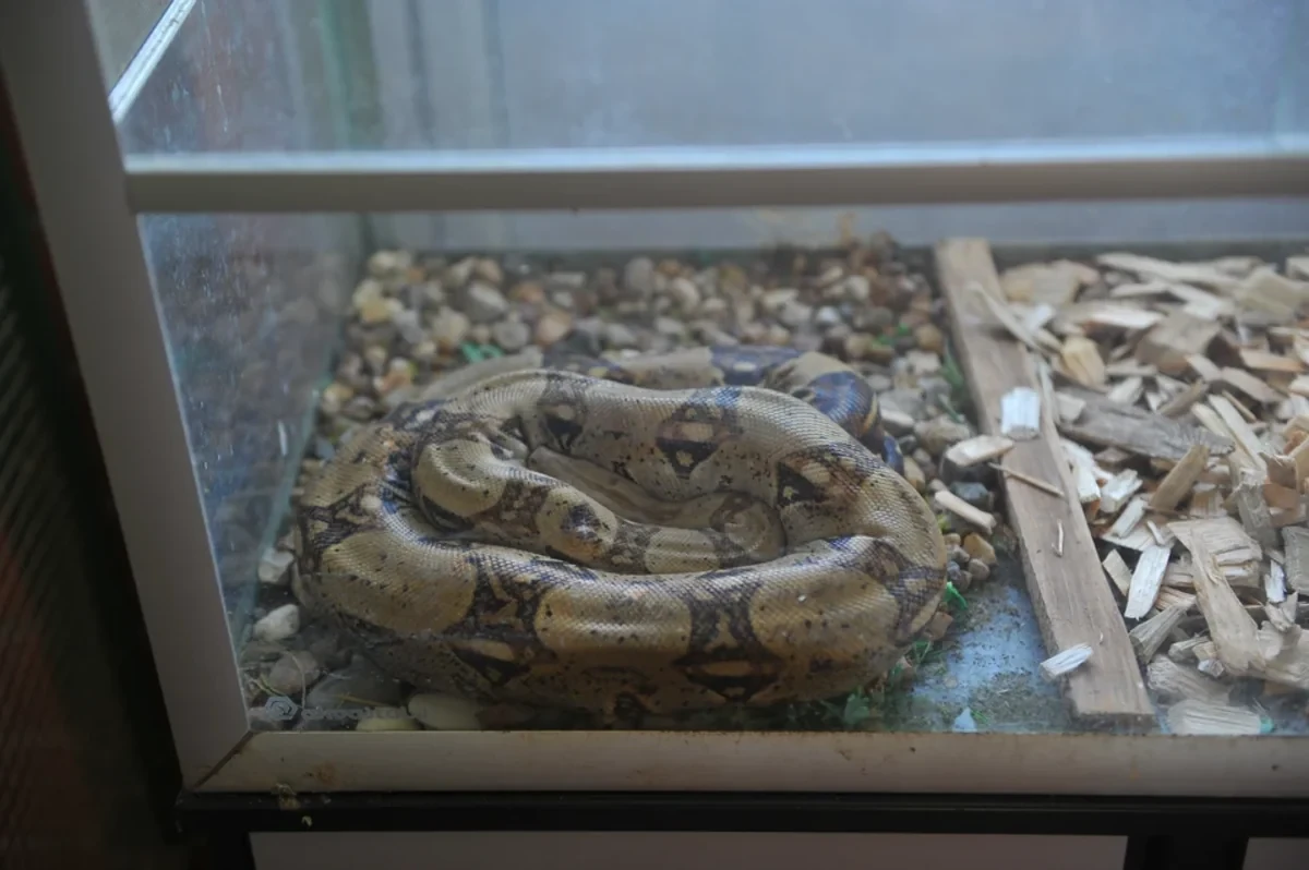 Ученые нашли безопасную замену популярным препаратам для похудения в кишечнике змей
 