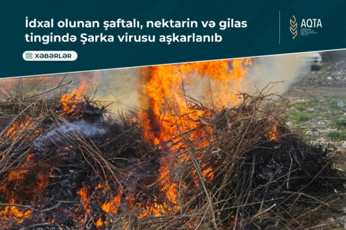 В Азербайджане выявили опасный вирус в саженцах из Турции
 