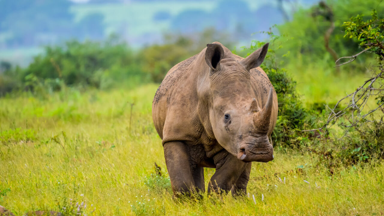 Гиганты на грани: удивительная правда о носорогах
 