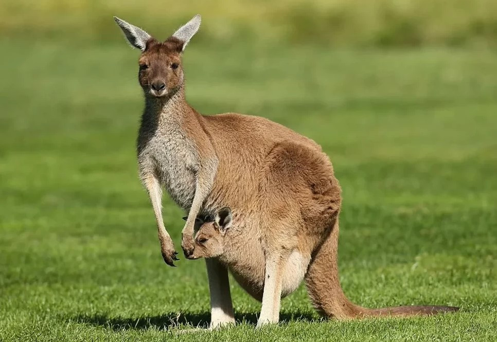 Жизнь в прыжке: тайны австралийских кенгуру
 