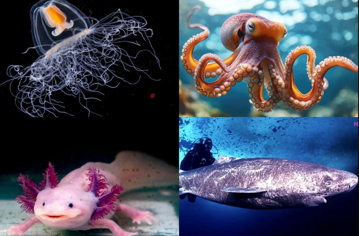 Топ-5 животных с самыми невероятными способностями - ФОТО
 