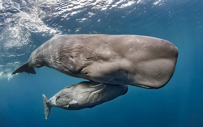 Гигант океана: удивительные факты о самом загадочном ките
 