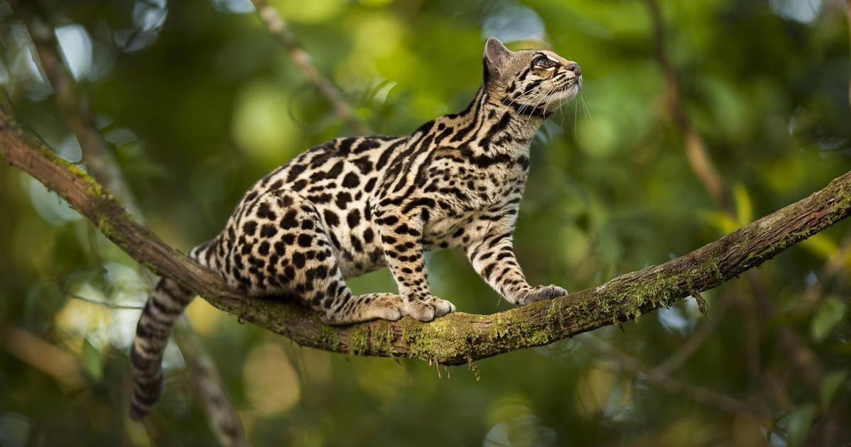 Маргай: невидимый хищник тропических лесов