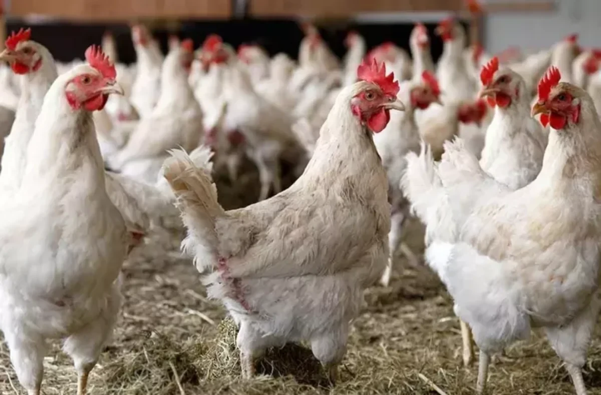 В Японии начали забой 230 000 кур из-за вспышки птичьего гриппа
 