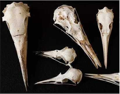 Черепа птиц помогут раскрыть тайны разума тираннозавров
 