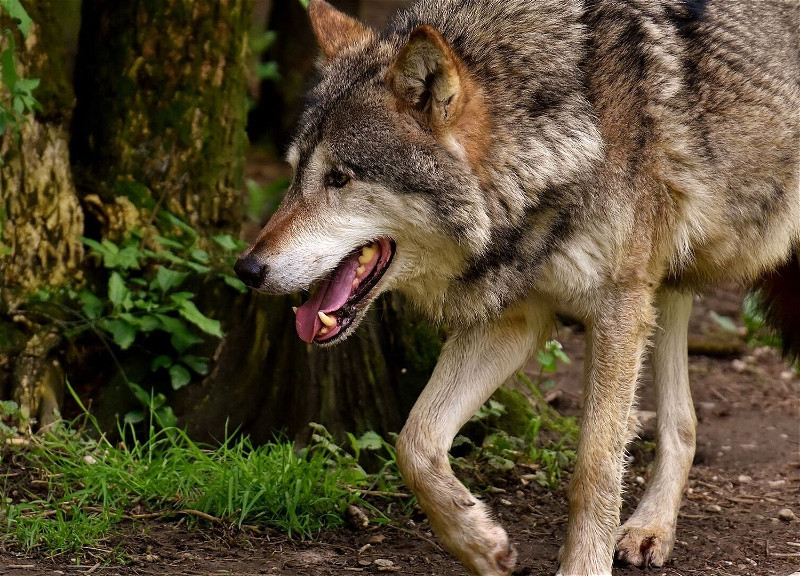 Жители Уджара бьют тревогу: Волки нападают уже и в дневное время - ВИДЕО
 