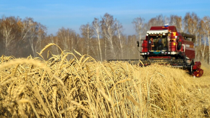 Экспорт пшеницы из России вырос на 30% с начала года
 