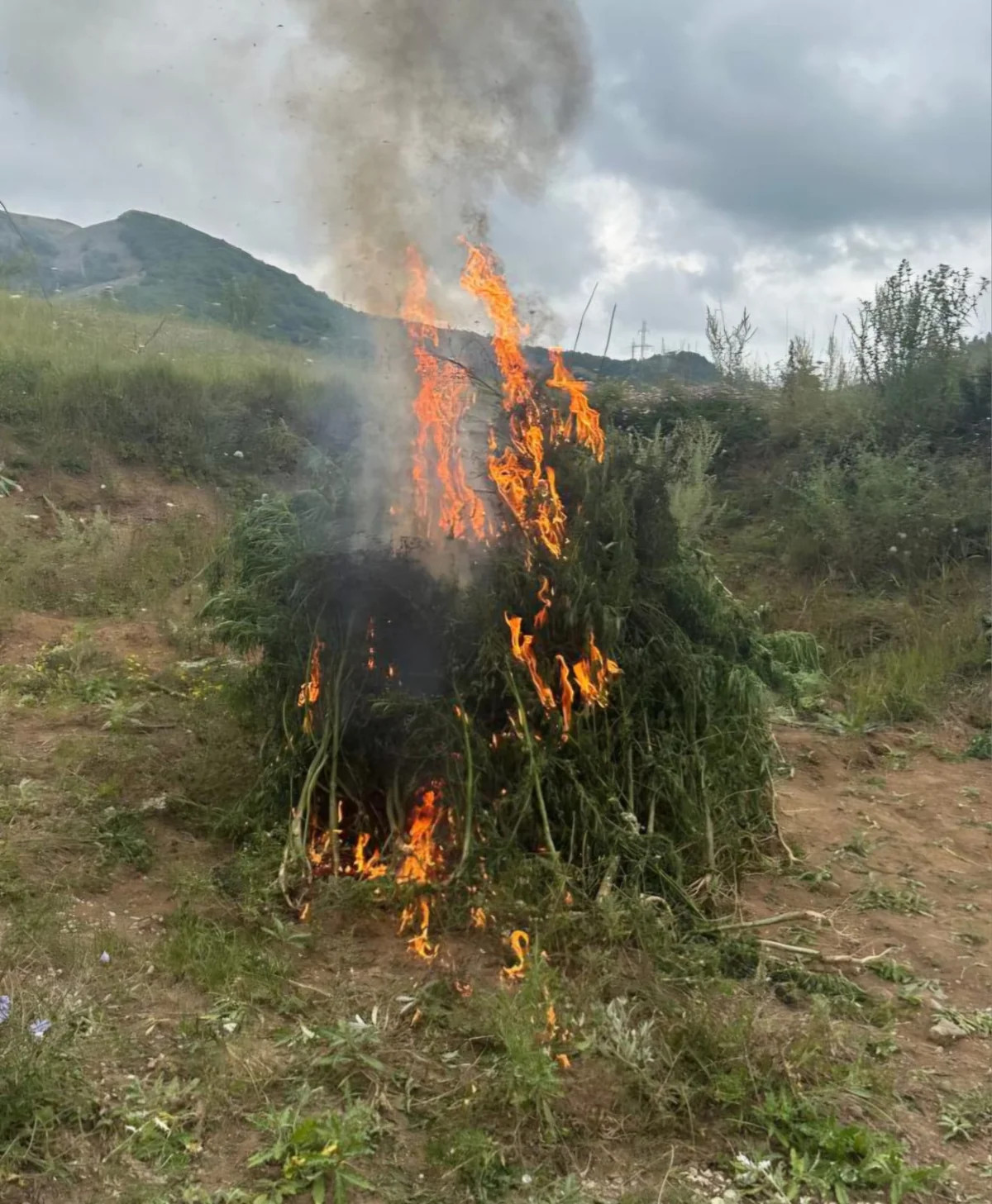 В Шуше уничтожена тонна дикорастущей конопли
 